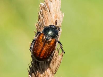  Anisoplia villosa (Goeze, 1777)