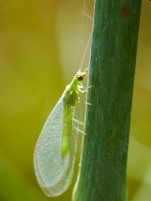 Chrysomèles Chrysomelidae Latreille, 1802