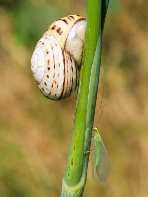 Chrysomèles Chrysomelidae Latreille, 1802