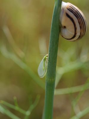 Caragouille rosée Theba pisana (O.F. Müller, 1774)