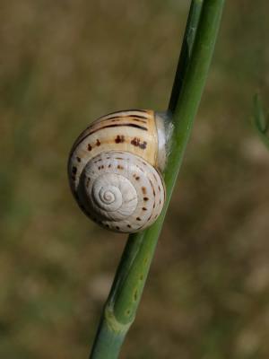 Caragouille rosée Theba pisana (O.F. Müller, 1774)