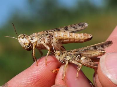 Criquet marocain, Stauronote, Criquet ravageur Dociostaurus maroccanus (Thunberg, 1815)