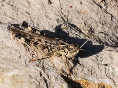 Criquet marocain, Stauronote, Criquet ravageur Dociostaurus maroccanus (Thunberg, 1815)