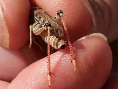 Criquet marocain, Stauronote, Criquet ravageur Dociostaurus maroccanus (Thunberg, 1815)