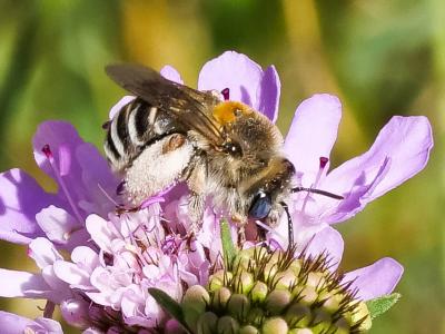Eucère striée Tetraloniella strigata (Lepeletier, 1841)