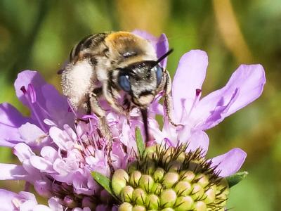 Eucère striée Tetraloniella strigata (Lepeletier, 1841)