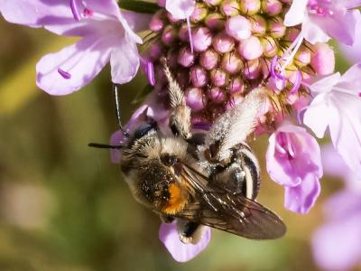 Eucère striée Tetraloniella strigata (Lepeletier, 1841)