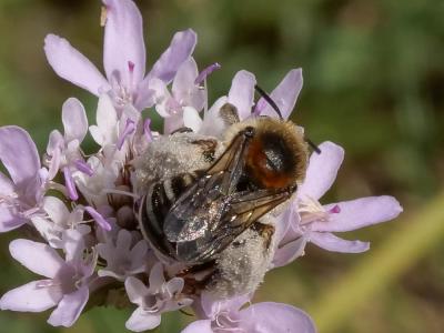 Eucère striée Tetraloniella strigata (Lepeletier, 1841)
