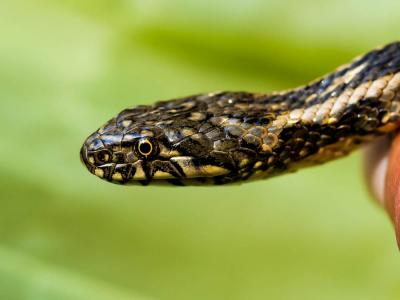 Couleuvre vipérine Natrix maura (Linnaeus, 1758)