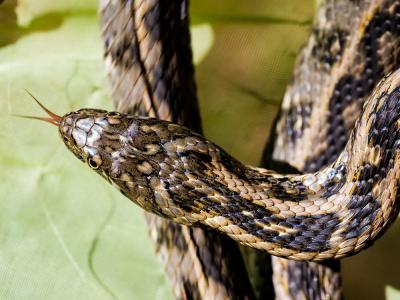Couleuvre vipérine Natrix maura (Linnaeus, 1758)