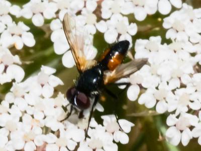  Clairvillia biguttata (Meigen, 1824)