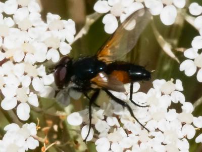  Clairvillia biguttata (Meigen, 1824)
