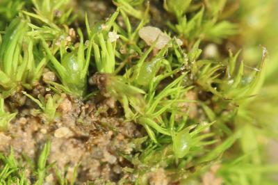  Ephemerum recurvifolium (Dicks.) Boulay, 1872