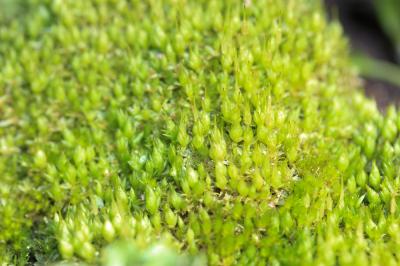  Funaria hygrometrica Hedw., 1801