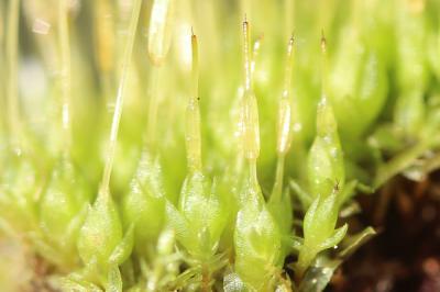  Funaria hygrometrica Hedw., 1801