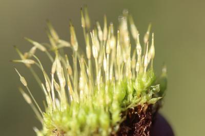  Funaria hygrometrica Hedw., 1801