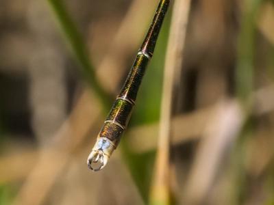Leste sauvage Lestes barbarus (Fabricius, 1798)