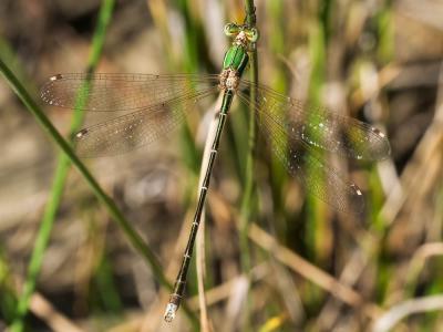 Leste sauvage Lestes barbarus (Fabricius, 1798)