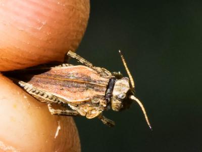  Tetrix undulata gavoyi Saulcy in Azam, 1901