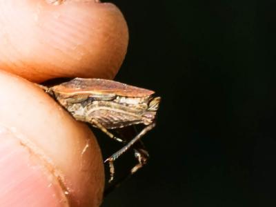  Tetrix undulata gavoyi Saulcy in Azam, 1901