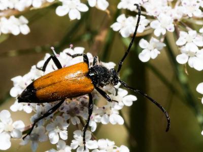 Lepture fauve Stictoleptura fulva (De Geer, 1775)