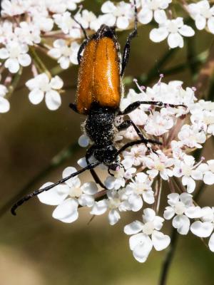 Lepture fauve Stictoleptura fulva (De Geer, 1775)