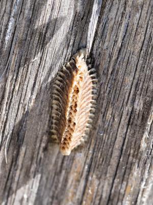 Mante ocelée Iris oratoria (Linnaeus, 1758)