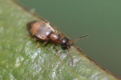  Microhoria fasciata (Chevrolat, 1834)