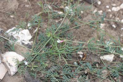Vesce jaune Vicia lutea L., 1753
