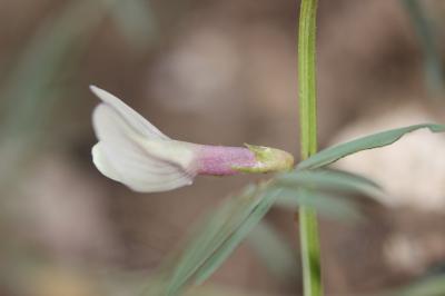 Vesce jaune Vicia lutea L., 1753