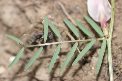 Vesce jaune Vicia lutea L., 1753