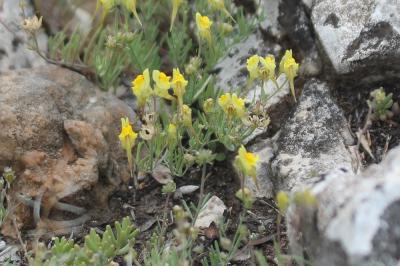 Linaire couchée Linaria supina (L.) Chaz., 1790