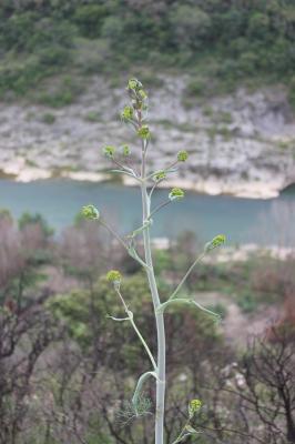 Ferule commune, Pamelier Ferula communis L., 1753