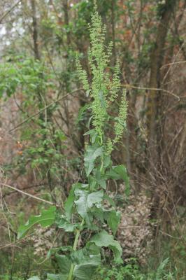 Patience à crêtes, Rumex à crêtes Rumex cristatus DC., 1813