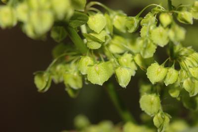 Patience à crêtes, Rumex à crêtes Rumex cristatus DC., 1813