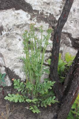 Centranthe chausse-trappe, Centranthe Chausse-trap Centranthus calcitrapae (L.) Dufr., 1811