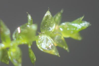  Leptodictyum riparium (Hedw.) Warnst., 1906