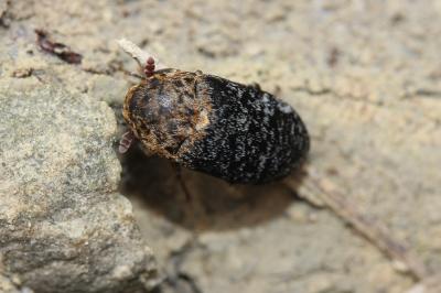  Dermestes undulatus Brahm, 1790