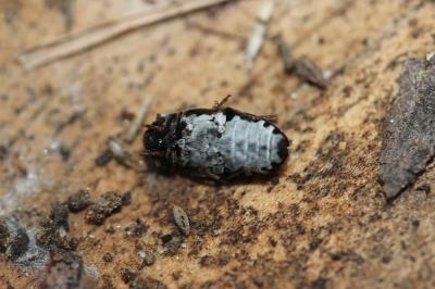  Dermestes laniarius Illiger, 1801