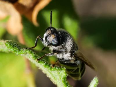 Stratiomys longicornis (Scopoli, 1763)