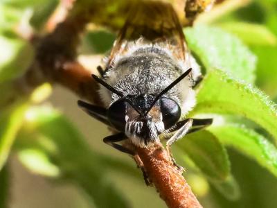  Stratiomys longicornis (Scopoli, 1763)