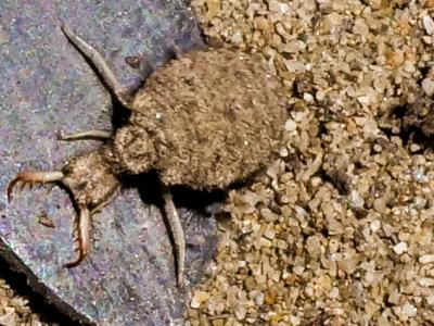  Myrmeleontidae Latreille, 1802