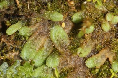  Riccia L., 1753