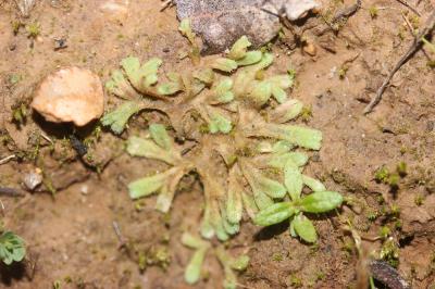 Riccia L., 1753