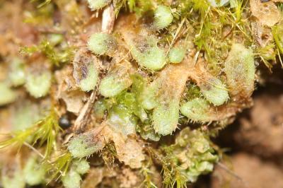  Riccia L., 1753