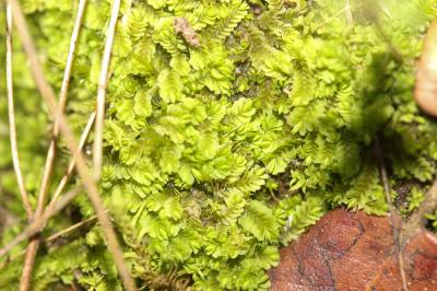  Gongylanthus ericetorum (Raddi) Nees, 1836