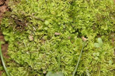  Gongylanthus ericetorum (Raddi) Nees, 1836