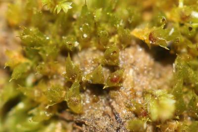  Tortula acaulon (With.) R.H.Zander, 1993