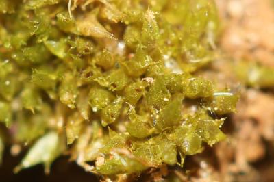  Tortula acaulon (With.) R.H.Zander, 1993