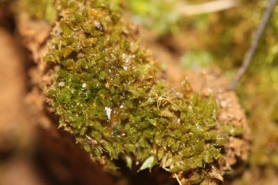  Tortula acaulon (With.) R.H.Zander, 1993